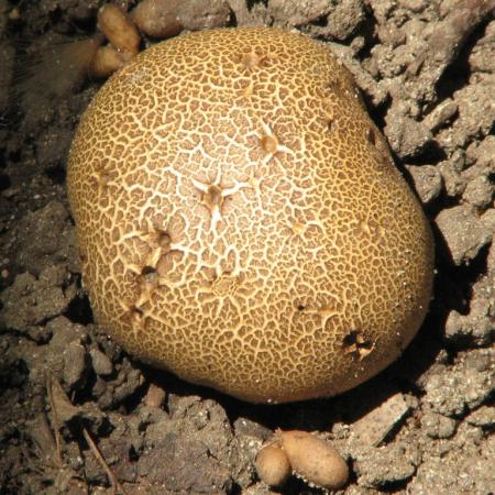 Nagyobb kép megtekintése