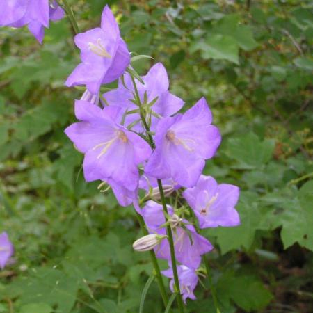 Nagyobb kép megtekintése