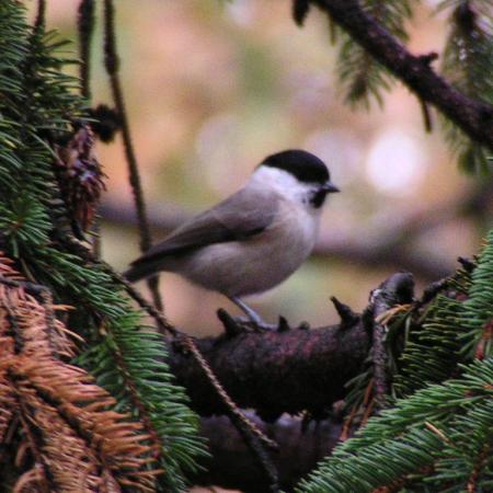Nagyobb kép megtekintése