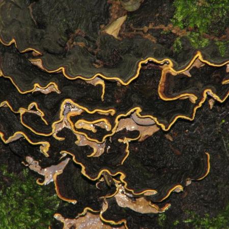 Nagyobb kép megtekintése