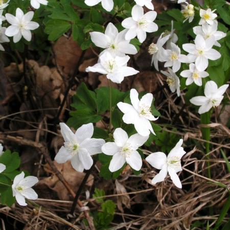 Nagyobb kép megtekintése