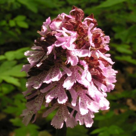 Nagyobb kép megtekintése