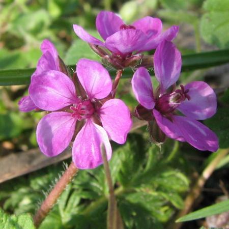 Nagyobb kép megtekintése