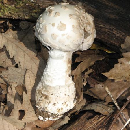 Nagyobb kép megtekintése