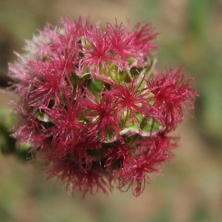 Nagyobb kép megtekintése