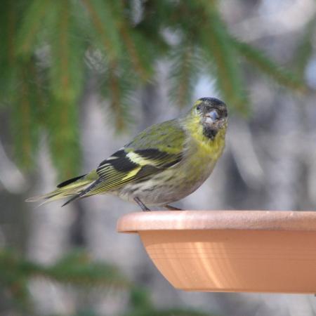 Nagyobb kép megtekintése
