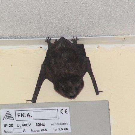 Nagyobb kép megtekintése