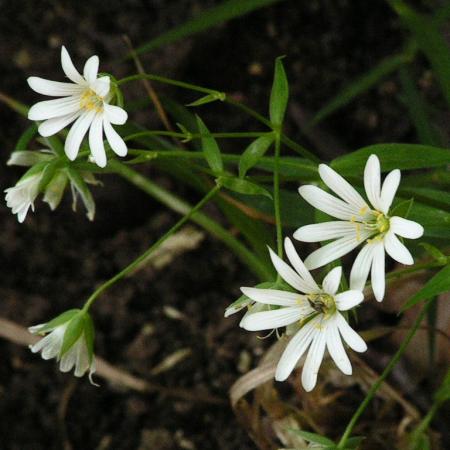 Nagyobb kép megtekintése