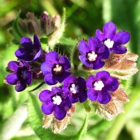 Nagyobb kép megtekintése