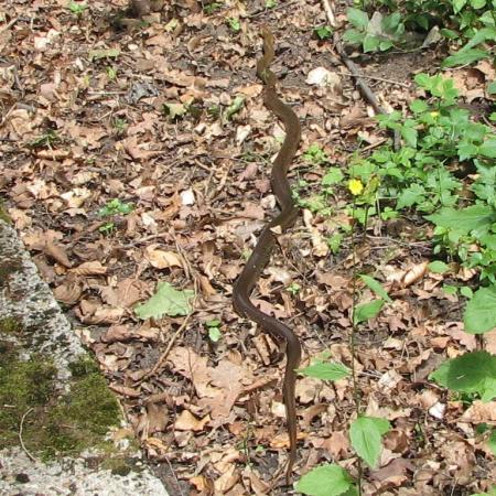 Nagyobb kép megtekintése