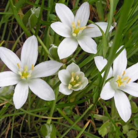 Nagyobb kép megtekintése