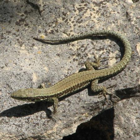 Nagyobb kép megtekintése