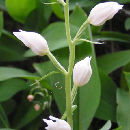 Nagyobb kép megtekintése