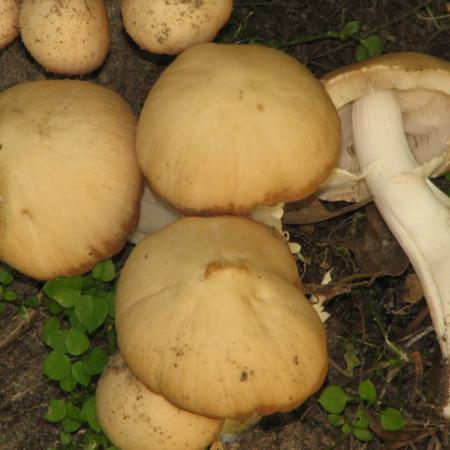 Nagyobb kép megtekintése