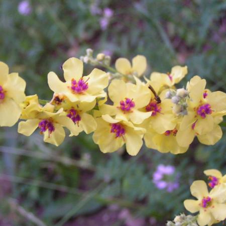 Nagyobb kép megtekintése