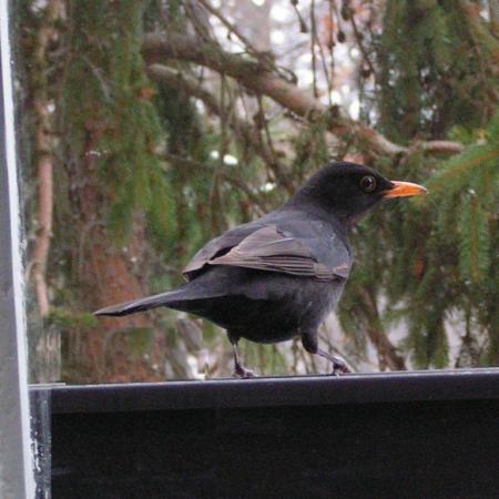 Nagyobb kép megtekintése