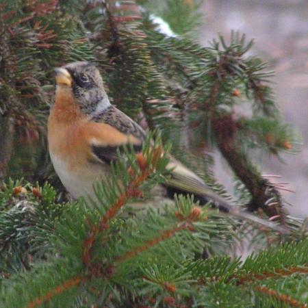 Nagyobb kép megtekintése