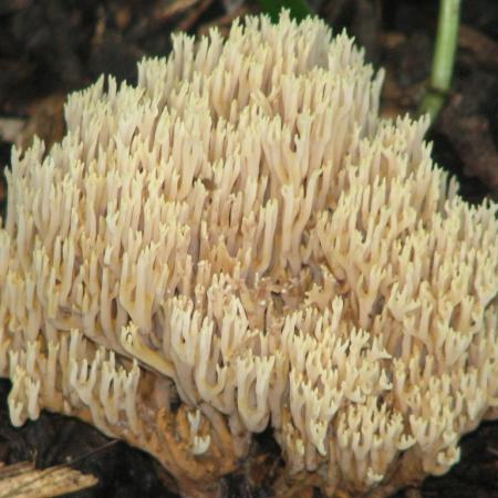 Nagyobb kép megtekintése