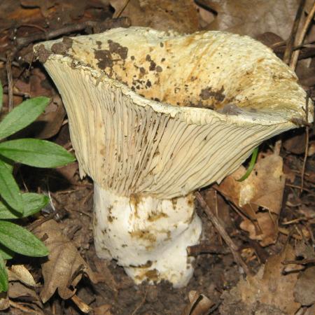 Nagyobb kép megtekintése