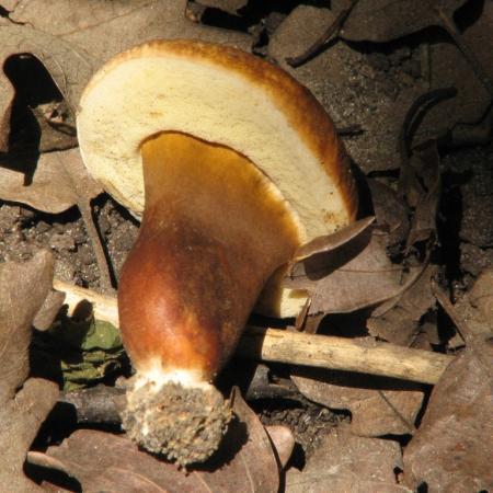 Nagyobb kép megtekintése