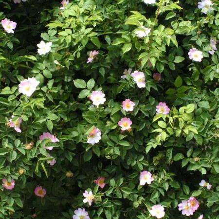 Nagyobb kép megtekintése