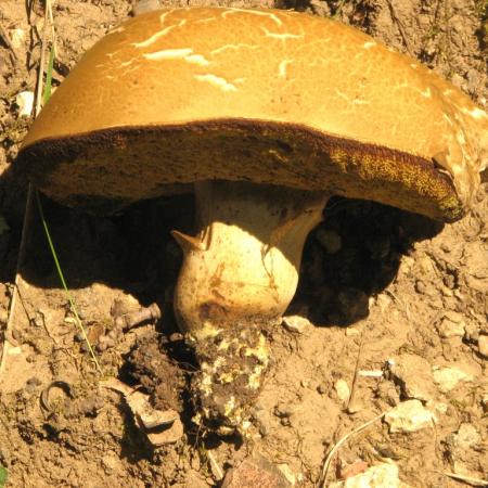 Nagyobb kép megtekintése