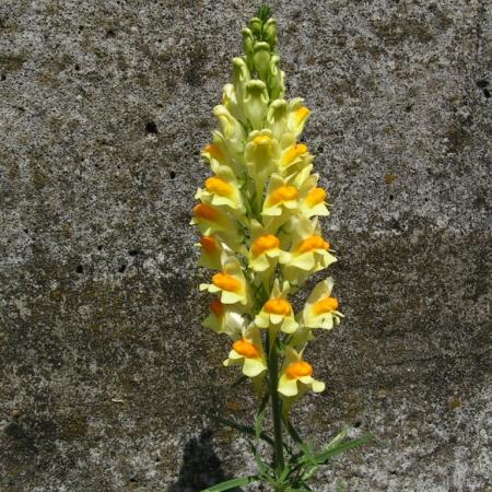 Nagyobb kép megtekintése