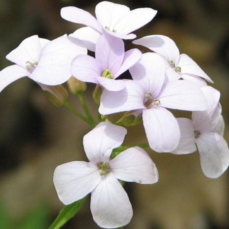 Nagyobb kép megtekintése