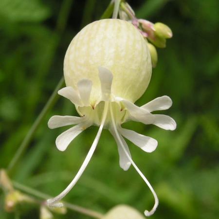 Nagyobb kép megtekintése