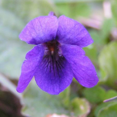 Nagyobb kép megtekintése