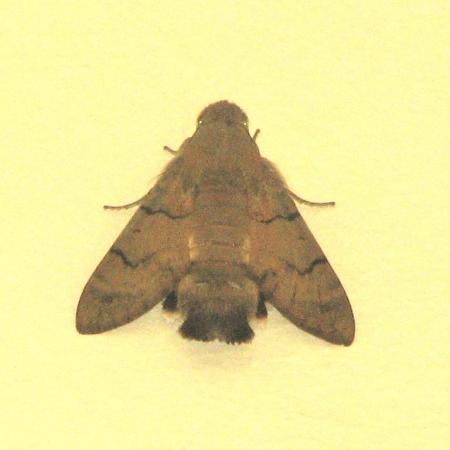 Nagyobb kép megtekintése