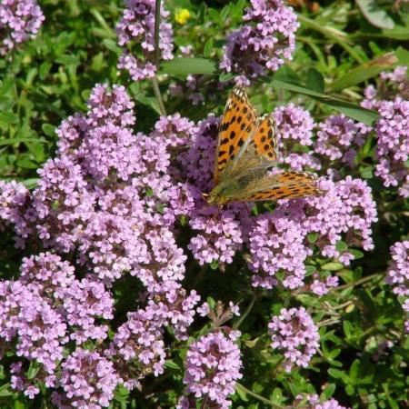 Nagyobb kép megtekintése