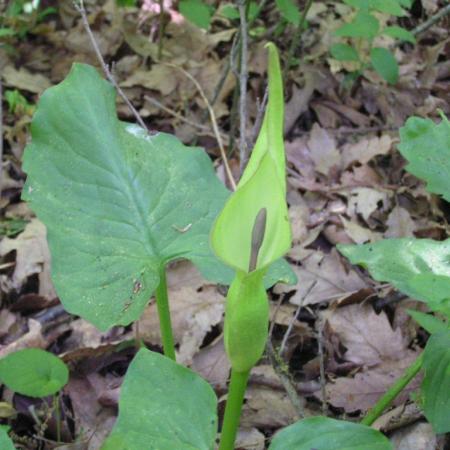 Nagyobb kép megtekintése
