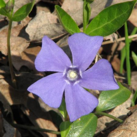Nagyobb kép megtekintése