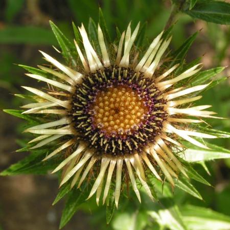 Nagyobb kép megtekintése