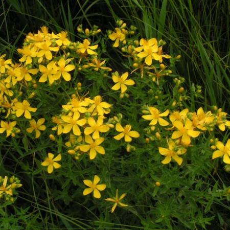 Nagyobb kép megtekintése