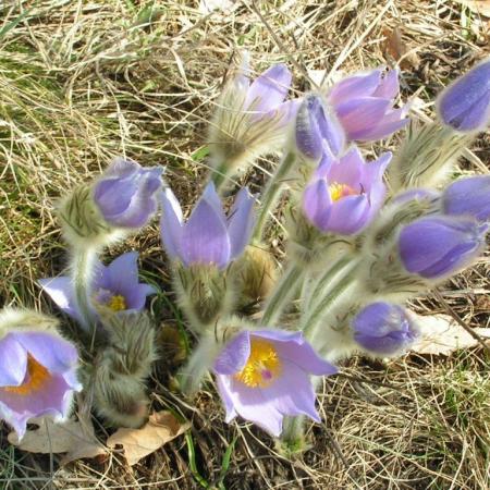 Nagyobb kép megtekintése