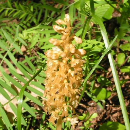 Nagyobb kép megtekintése