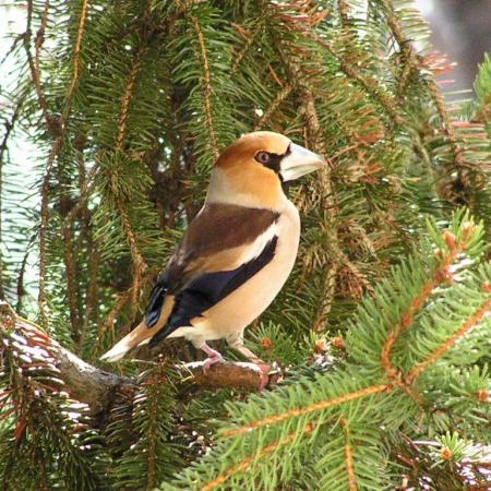 Nagyobb kép megtekintése