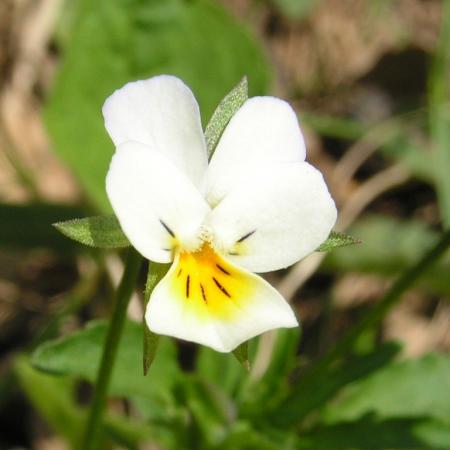 Nagyobb kép megtekintése