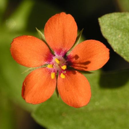 Nagyobb kép megtekintése
