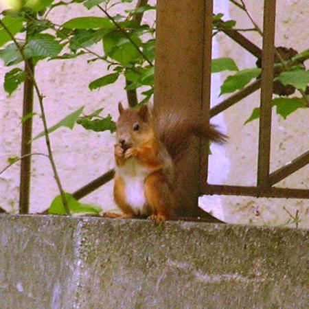 Nagyobb kép megtekintése