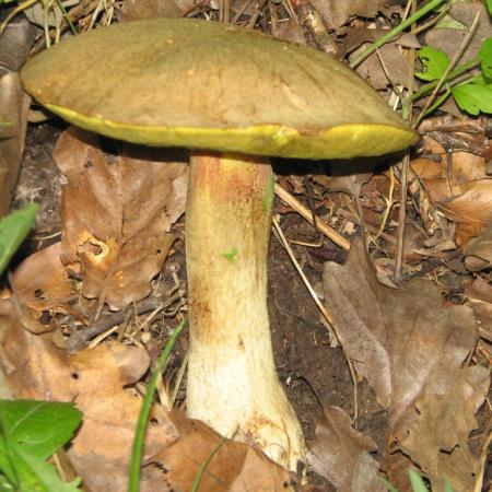 Nagyobb kép megtekintése