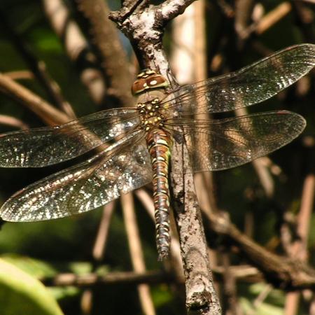 Nagyobb kép megtekintése