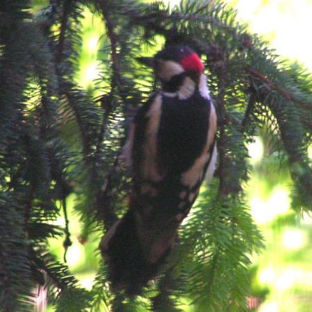 Nagyobb kép megtekintése