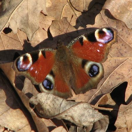 Nagyobb kép megtekintése