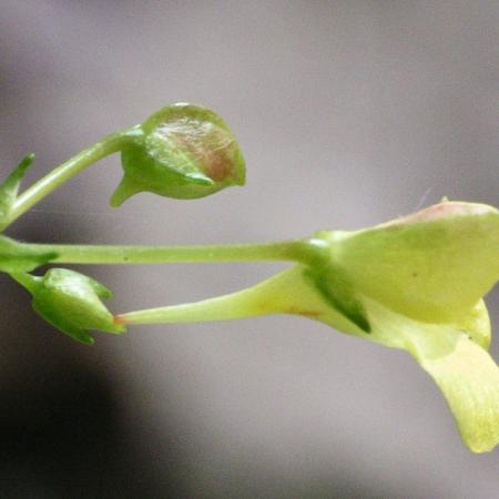 Nagyobb kép megtekintése