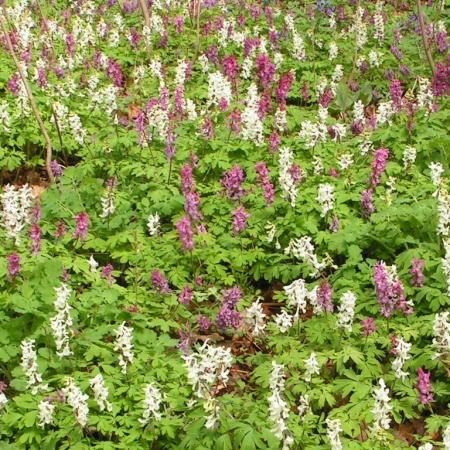 Nagyobb kép megtekintése