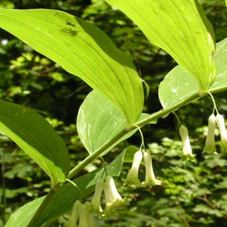 Nagyobb kép megtekintése