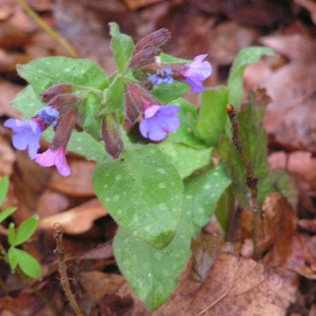Nagyobb kép megtekintése